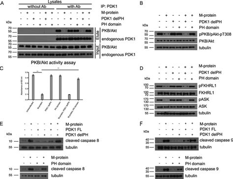 Expression Of PDK1 PH Domain Restored The PDK1 PKB Akt Mediated