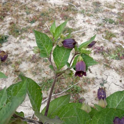 Deadly Nightshade Photo Deadly Nightshade Atropa Bella Donna