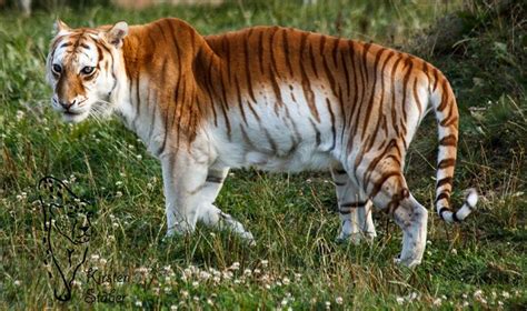 Raubkatzen Goldene Tabby Tiger Sind Sehr Selten