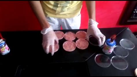 Cultivo De Bacterias En Casa Youtube