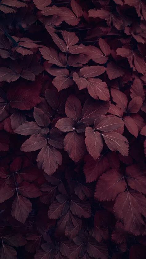 Download Free 100 Maroon Aesthetic Tumblr Wallpapers