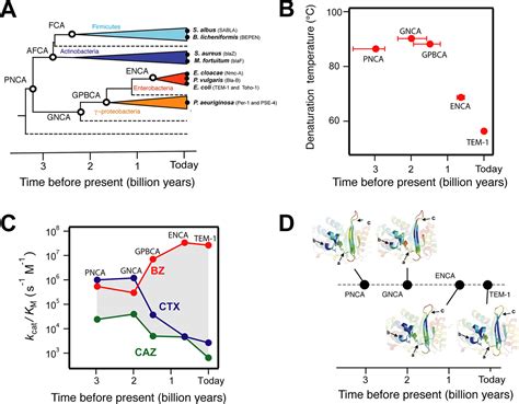 Manipulating Conformational Dynamics To Repurpose Ancient Proteins For