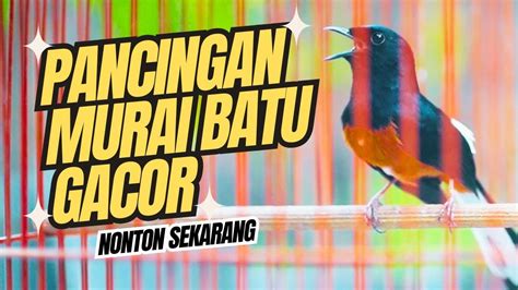 Pancingan Murai Batu Gacor Full Isian Tembakan Kasar Ampuh Memancing