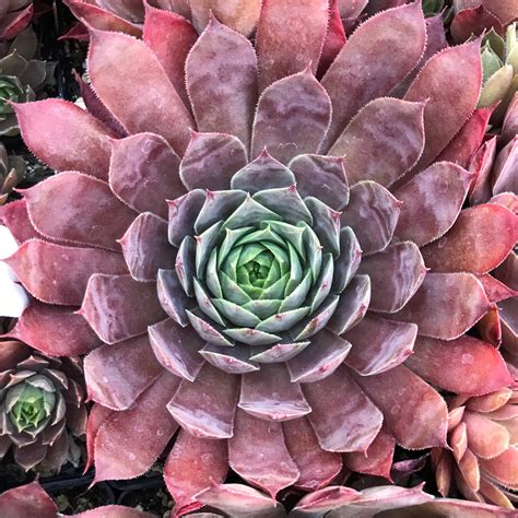 Sempervivum 'Peggy' - Hens & Chicks (3.5" Pot) | Little Prince of