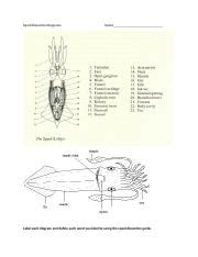 Squid Dissection Diagrams.docx - Squid Dissection Diagrams. Name Label ...