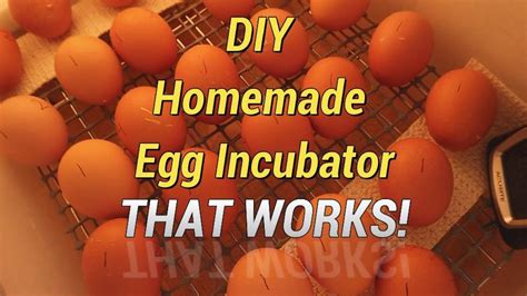 Affordable And Simple Diy Homemade Egg Incubator That Works Part 1 Youtube