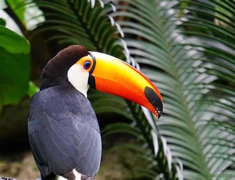 Qué Es La Selva Y Cuáles Sus Características Flora Y Fauna