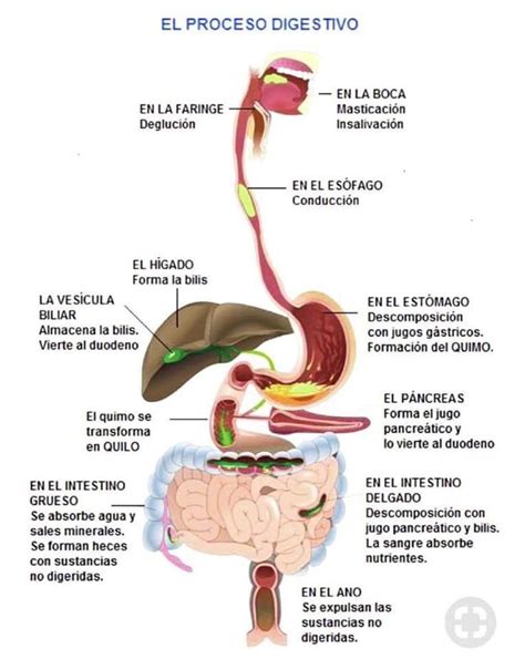 Proceso Digestivo Anatomia Y Fisiologia Partes Del Sistema Digestivo