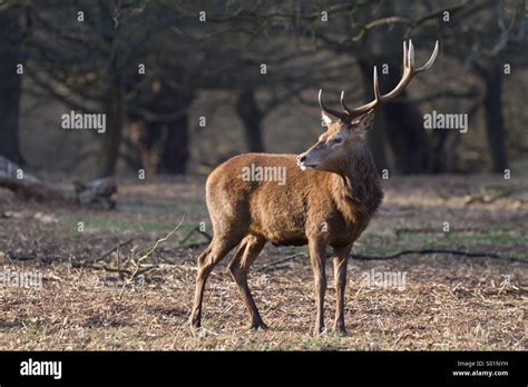 Deer With Antler Missing Stock Photo Alamy