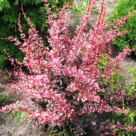 Барбарис Тунберга Арлекин/Berberis thunbergii Harlequin 30-40 C3 ...