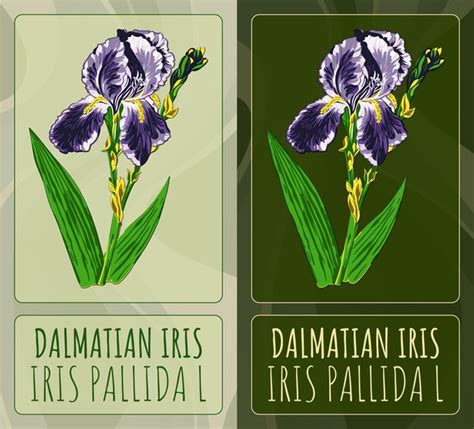 Dibujos Vectoriales Iris Dálmata Ilustración Dibujada A Mano Nombre Latino Iris Pallida L