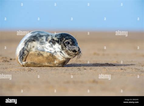 Atlantic Grey Seal Pup Stock Photo - Alamy