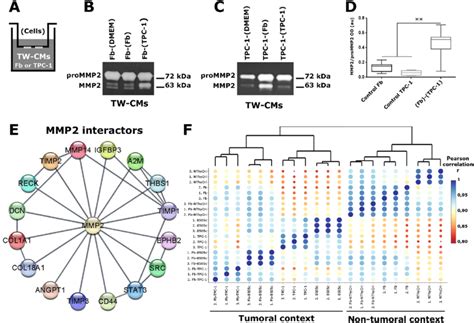 Mmp2 Activity In Fb And Tpc 1 Ci Co Cultures And Tumoralnon Tumoral