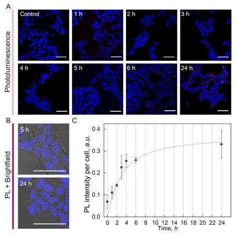 A Confocal Microscopy Images Of Hek T Cells After Different