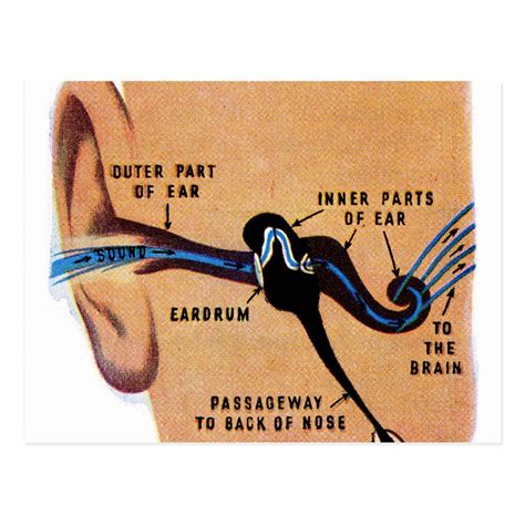 Ear canal diagram – Artofit