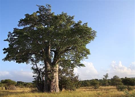 Native Plants Of Madagascar - WorldAtlas