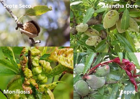 Enfermedades Y Plagas Del Almendro Y Su Tratamiento