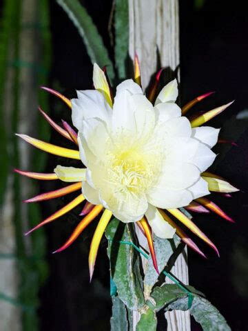 Santa Barbara Red Dragon Fruit Cactus Hylocereus Polyrhizus X Undatus