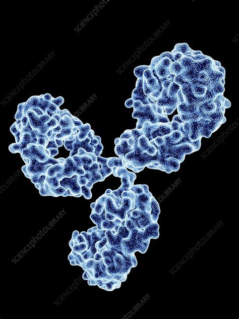 Immunoglobulin G Antibody Molecule Stock Image C Science