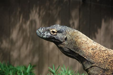 Komodo Dragon 4 Komodo Dragon Varanus Komodoensis At Smi Flickr