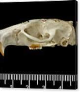 Santa Lucia Giant Rice Rat Skull Photograph By Natural History Museum