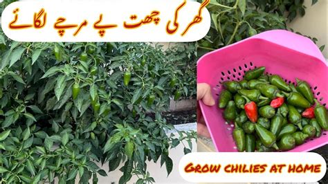 Life Of Chillies At My RoofTop Complete Guide YouTube