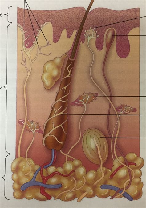 Cutaneous Receptors Diagram Quizlet