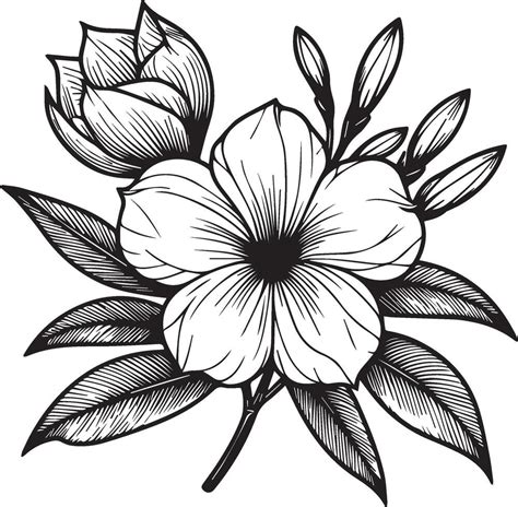 Cute kids coloring pages, easy Allamanda cathartica, Allamanda flower ...