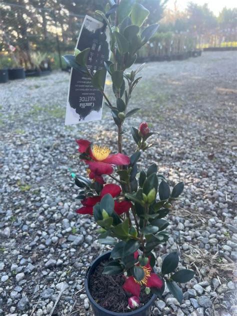 Camellia Sasanqua Yuletide Neth Plant