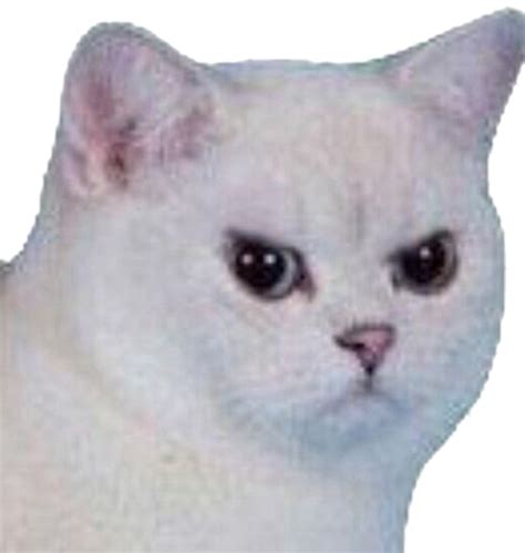 Sad Cat Memes Png Images Transparent Background Png Play Images And