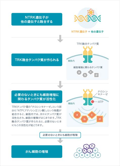 Ntrk融合遺伝子とは｜代表的な遺伝子の変化｜おしえて がんゲノム医療｜中外製薬