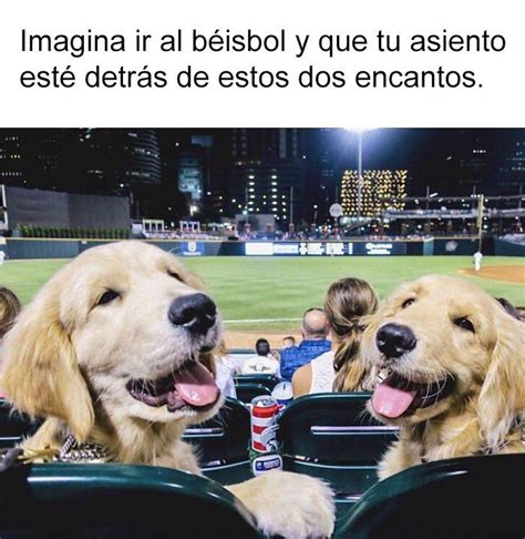 19 Divertidos Y Geniales Memes De Perros Que Te Harán Sonreír Por El