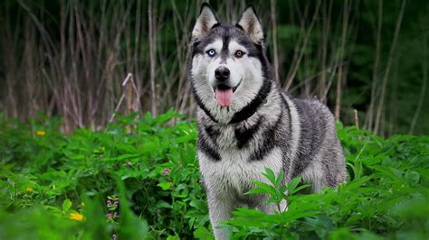 Syberian husky, Siberian Husky , dog, heterochromia, animals HD wallpaper | Wallpaper Flare