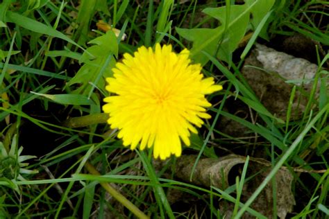 Griggs Dakota: Dandelions: Wonderful Weeds