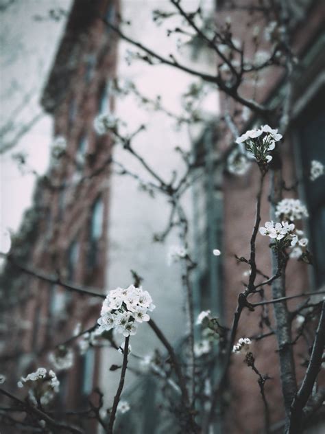 Kostenlose Foto Baum Natur Ast Bl Hen Schnee Winter Sonnenlicht