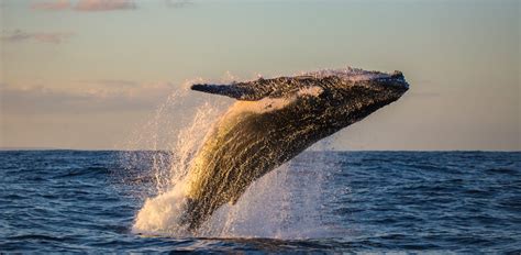 Islanda Nessun Futuro Per La Caccia Alle Balene Probabile Stop Dal