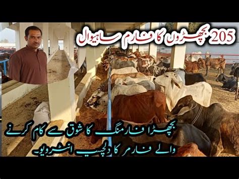 New Cattle Farm Launched Motivate Cattle Farming In Pakistan Cattle