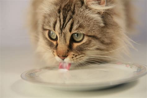 Os Gatos Devem Beber Leite Meus Animais