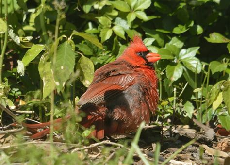 Hot Birds Volusia Naturalist