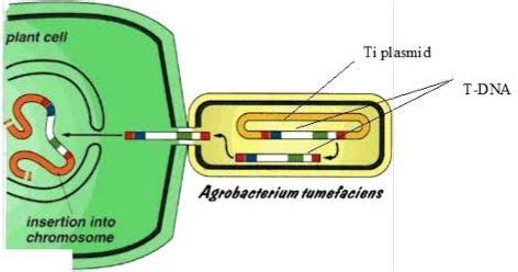 Genetic Transformation :. A process by which the genetic material… | by ...