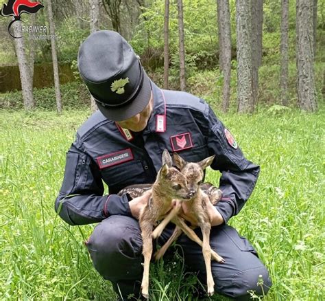 Salvati Cuccioli Di Capriolo In Sila Rischiavano Di Essere Abbandonati