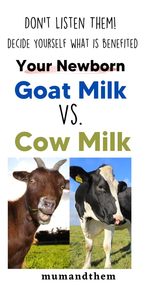 Goat Milk Vs Cow Milk What Is Benefited For Newborn Milk Cow Goat