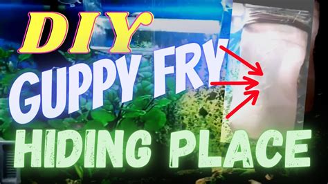 How To Guppy Fry Hiding Place DIY 1 Minute Video YouTube