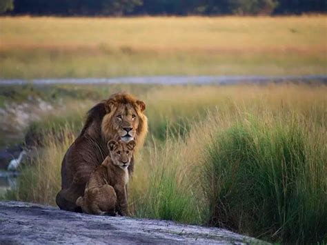 Jaguar vs Lion: The Ultimate Battle of the Big Cats