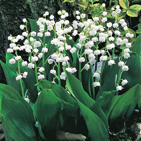 Lily Of The Valley Ground Cover