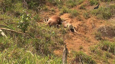 Bois E Vacas Morrem Durante Tempestade Mais De 84 Mil Raios No ES