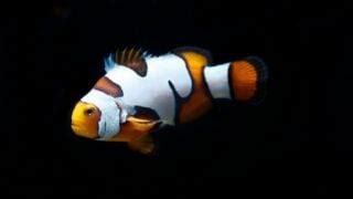 Clownfish Adaptations: How Clownfish Adapt to Their Environment - Avid ...