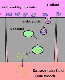 Synthesis and Secretion of Thyroid Hormones