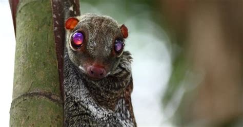 Flying Lemur Pictures - AZ Animals