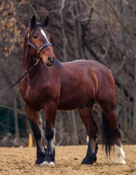 Pin By Litsa Larson On Large Horses In 2024 Percheron Horses Horses